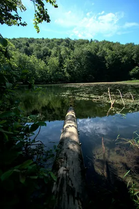 A still forest lake at dawn